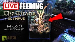 Live Feeding Of The New Titans (Asian Marauder Ants) In Olympus