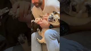Pug’s Unique Disapproving Sound During a Grooming Session