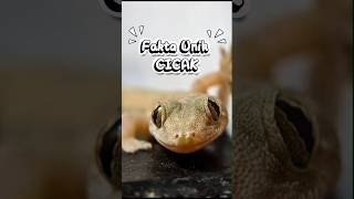 Fakta Unik Cicak #animals #faktaunik #serangga