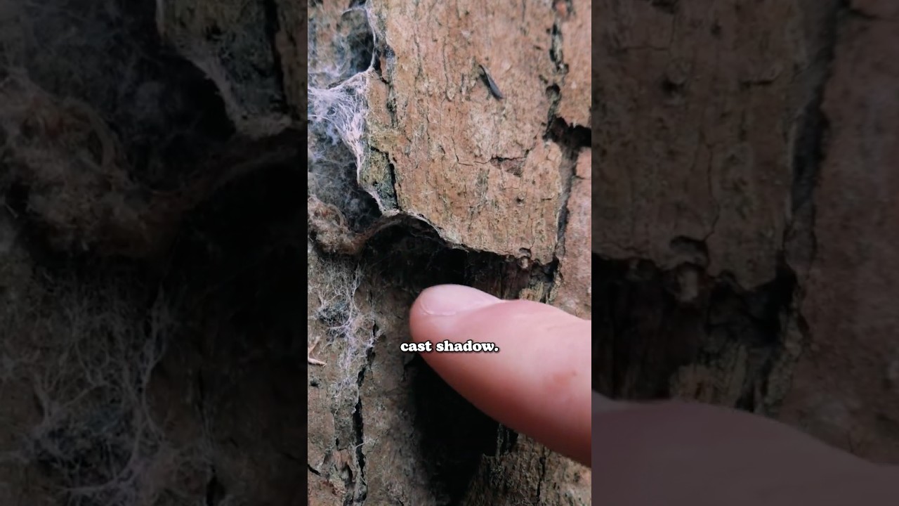 How to draw WOOD texture 