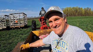 Cutting Fences & Fixing Trees (and piglets!)