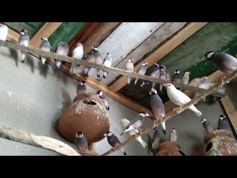 Java sparrow breeding Tips