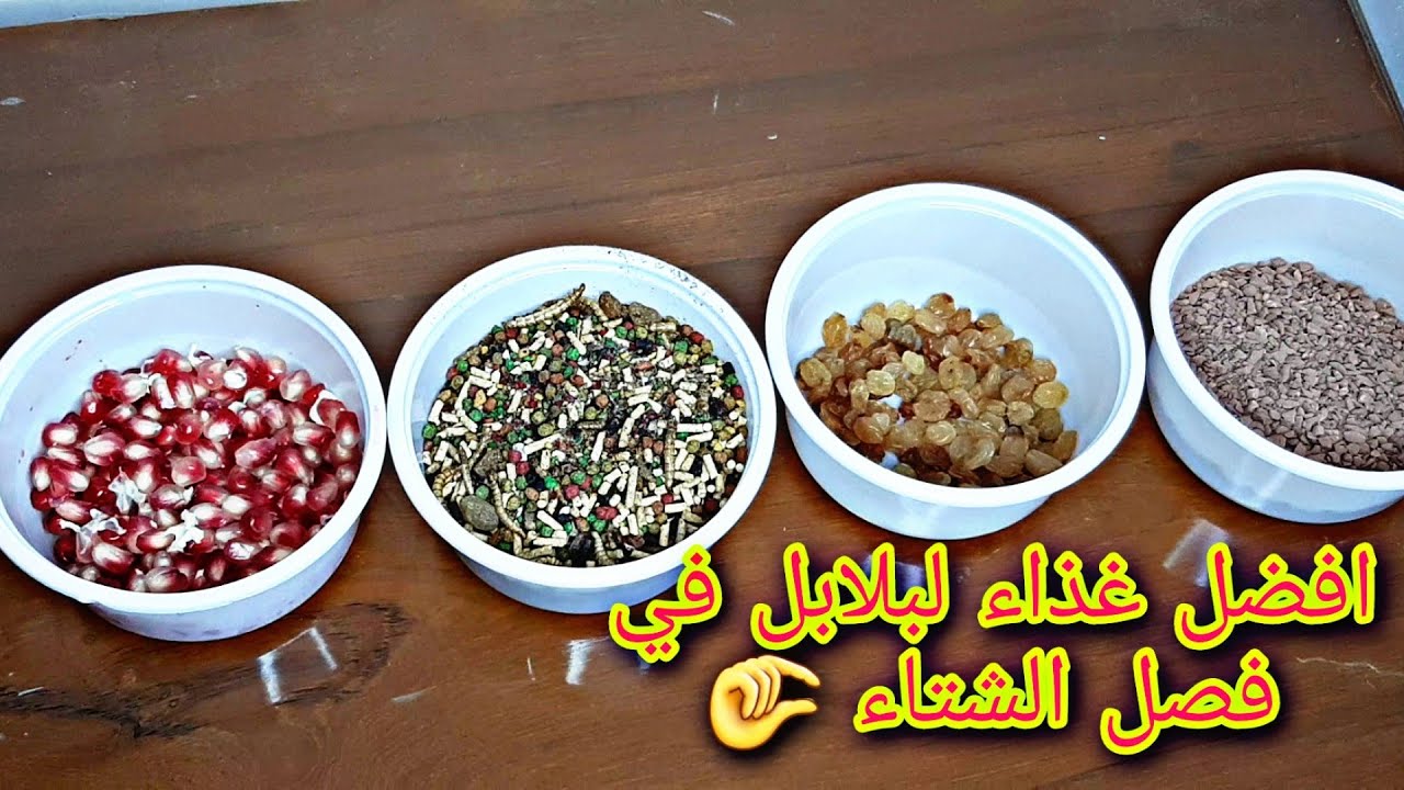 افضل غذاء لبلابل في فصل الشتاء. 🤏💤💪