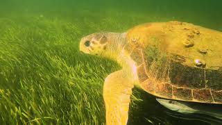 Certina x Sea Turtle Conservancy
