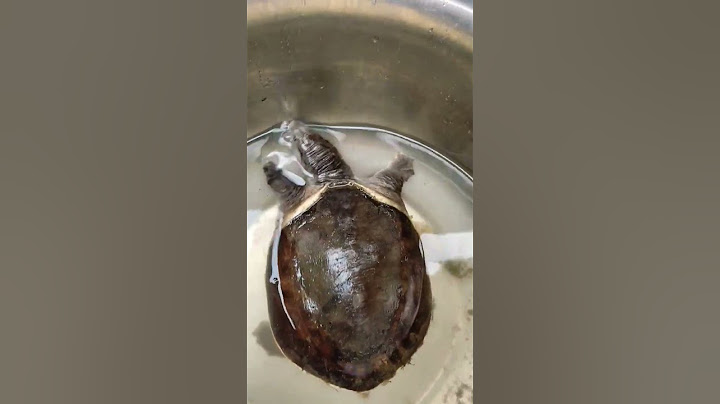 अचानक से अगर कछुआ घर मे आए जाए तो बहुत ही शुभ होता है। #shorts #turtle