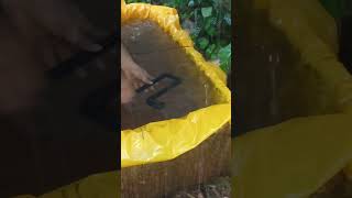 Heavy Rain Filled My Fish Tanks 😳🌧️ | Overflow Setup | BK Fish Farm