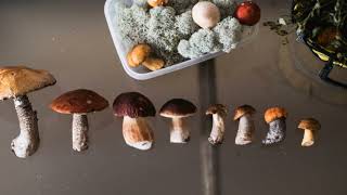 Is Cannabis a Psychedelic? The Truth Behind the High