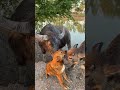 Buffalo Shows Love To Soi Dog #buffalo #soidog #dog #dogs #love #shorts #short
