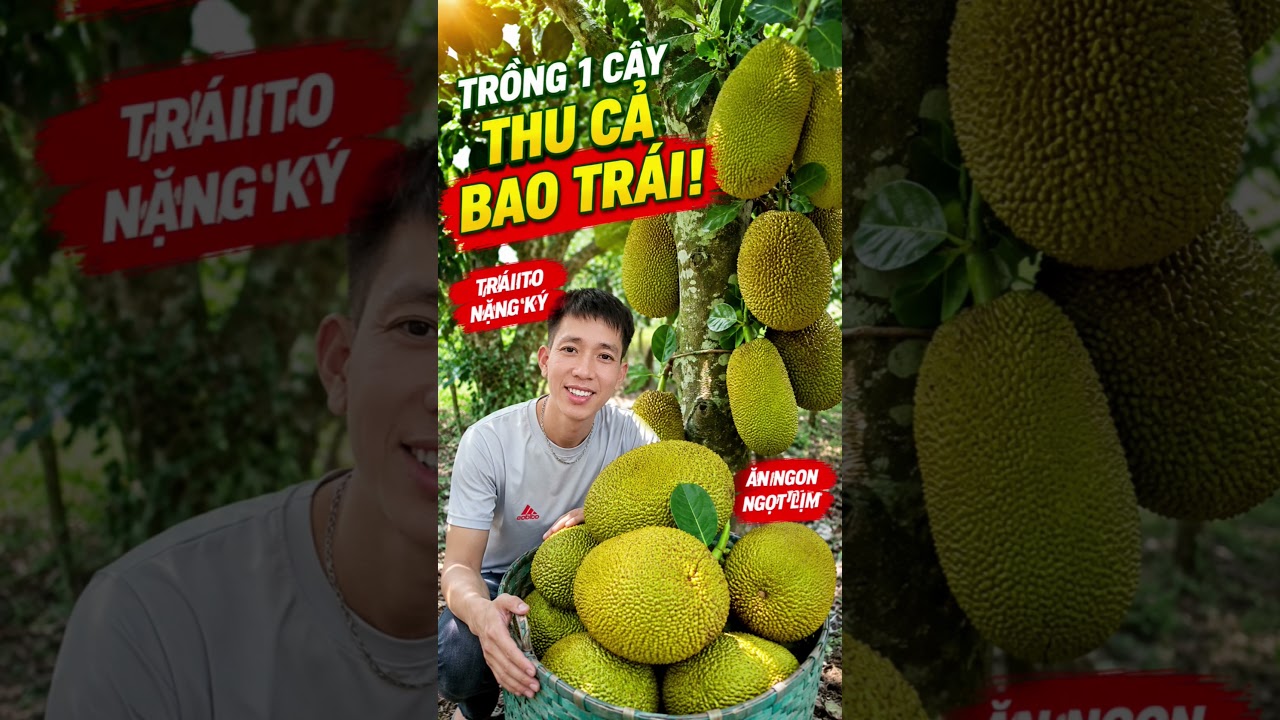 trái cây