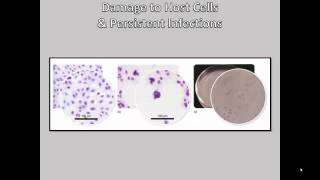 B221 C5 5 3 Viral Replication
