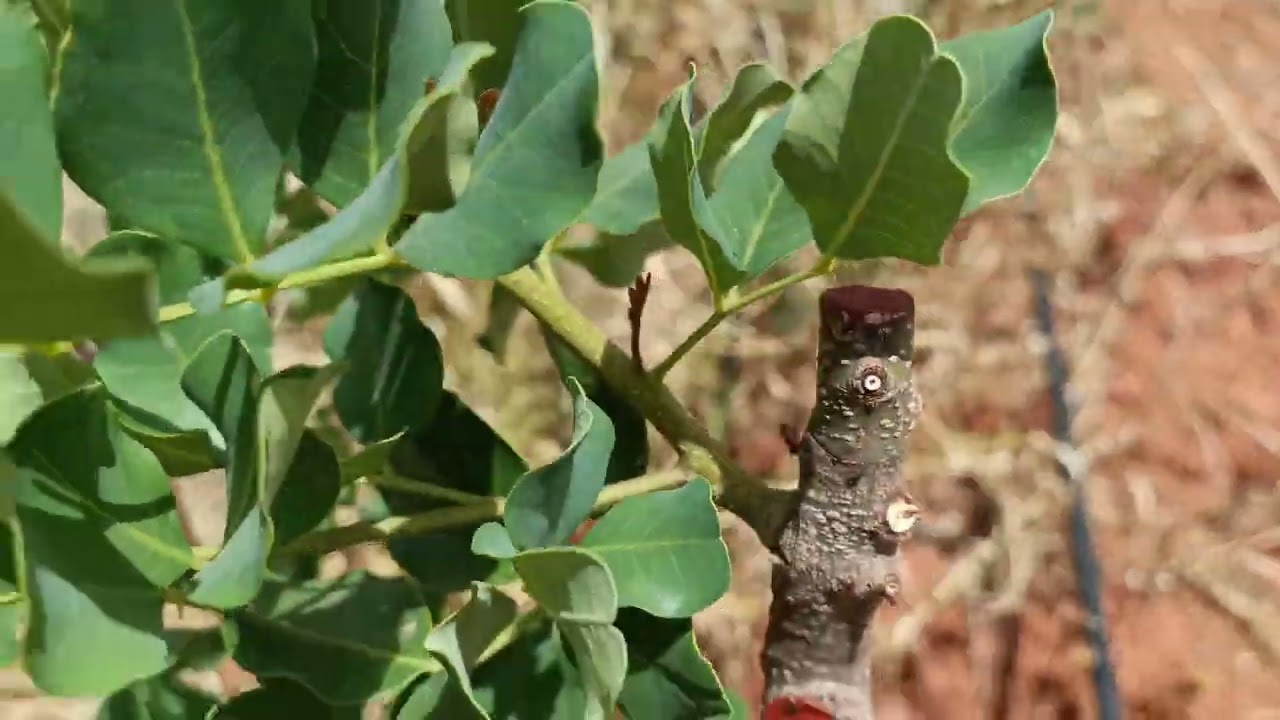نجاح عملية تطعيم الخروب بعد مرور قرابة الشهر