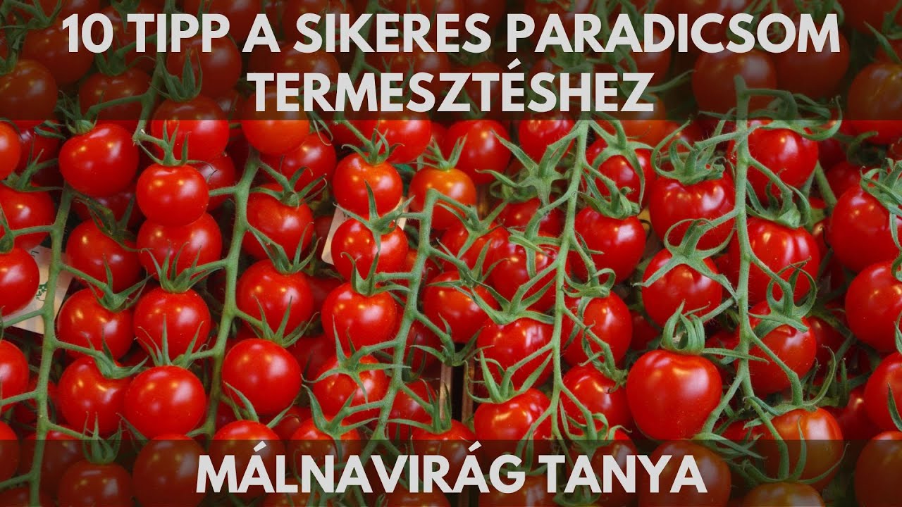 10 tipp a sikeres paradicsom termesztéshez