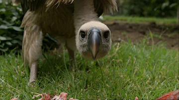 Feeding a Vulture - Vultures: Beauty in the Beast - Natural World - BBC Two