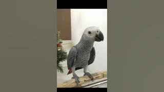 Masteran allahu akbar Beo dan afgrey