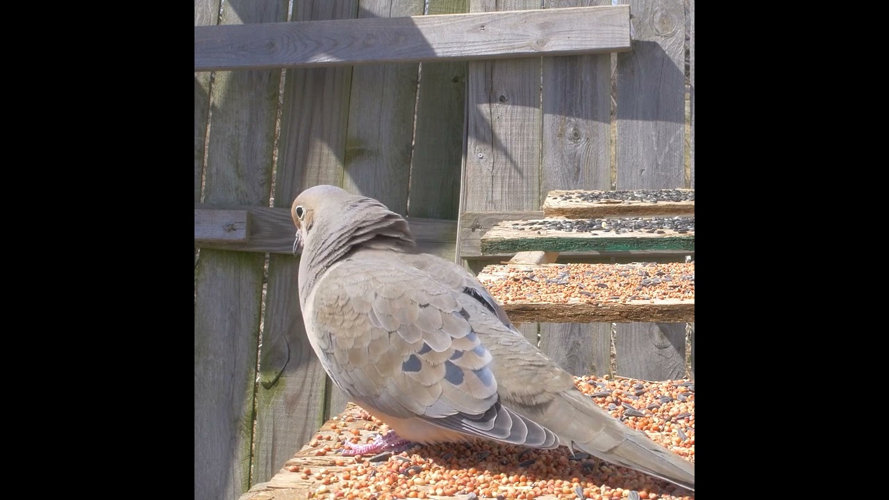 Mourning Dove Call And Coo Sounds