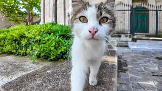 Cute cat sniffing the camera