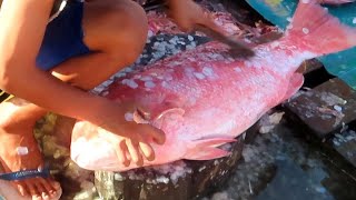 Lihat dari dekat pemotongan ikan kakap merah super besar