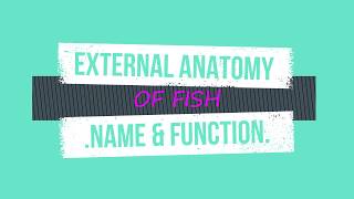 External Anatomy of Fish (Name and Function)