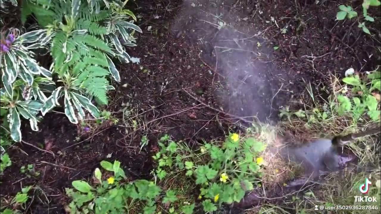 How to remove swamp buttercup Butter cup in your garden flower bed