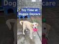 Toy Time with our Big Daycare Dogs 🎾 (and some big personalities)