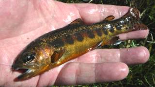 Famous Test Vaseline Net Worth