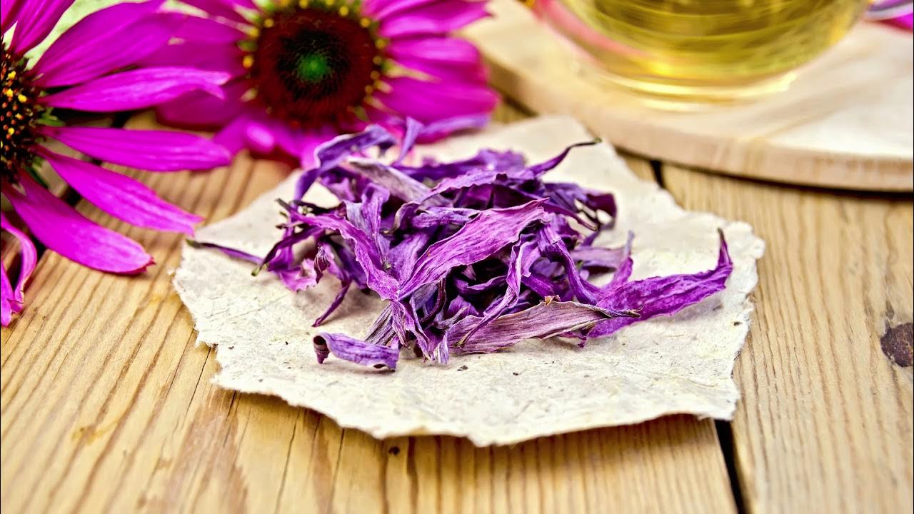 Echinacea Benefits, Uses & Side Effects YouTube