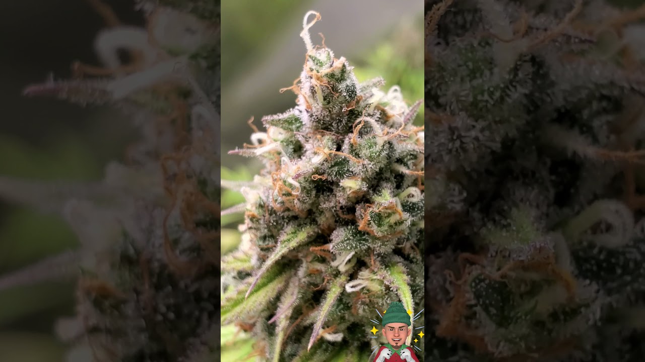 Hawaiian Purple Skunk, Week 8 🦨💨 ( TV420 ) 📺