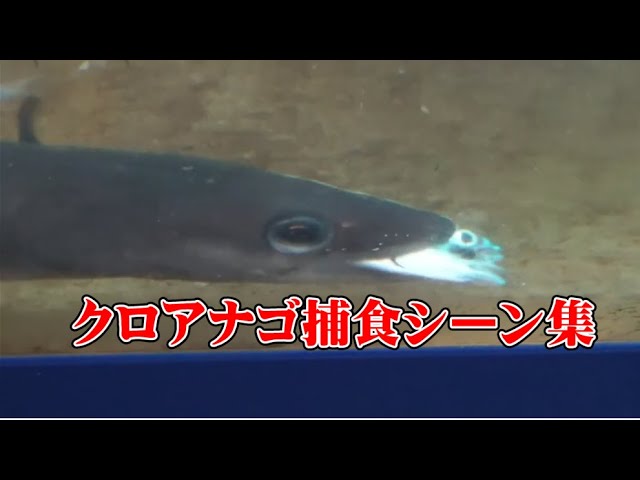 アナゴの連続捕食映像 一気呵成に 呑み込むように捕食する習性がある穴子 仕掛け網に掛かったものを譲ってもらったり 釣ったものを頂いたりしています 釣太郎海水魚飼育映像 Youtube