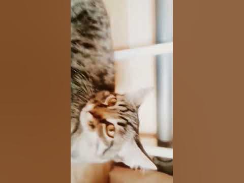 кот на полу - YouTube
