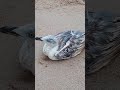 Seagull is sick مرض النورس