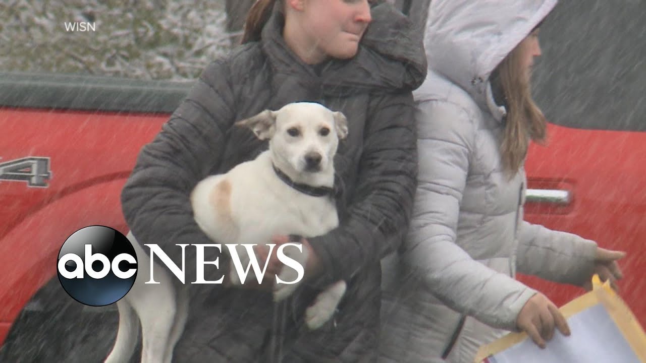 Plane stuffed with rescue dogs crashes, none seriously injured