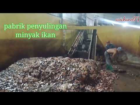 Cara Menyuling Minyak Ikan