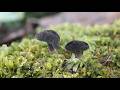 Helvella poculiformis: una especie reciente identificada por ADN