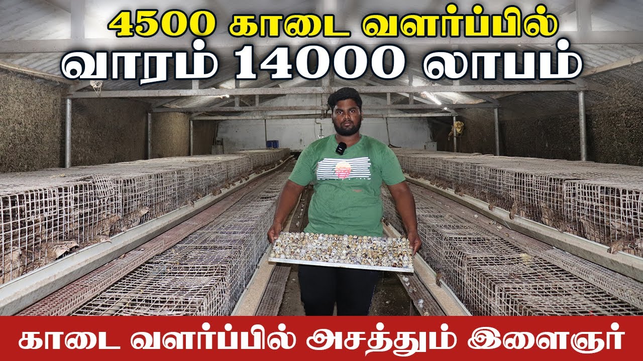 காடை குஞ்சு உற்பத்தியில் வாரம் ₹14,000 சம்பாதிக்கும் இளைஞர் | Quail Farming in Tamil