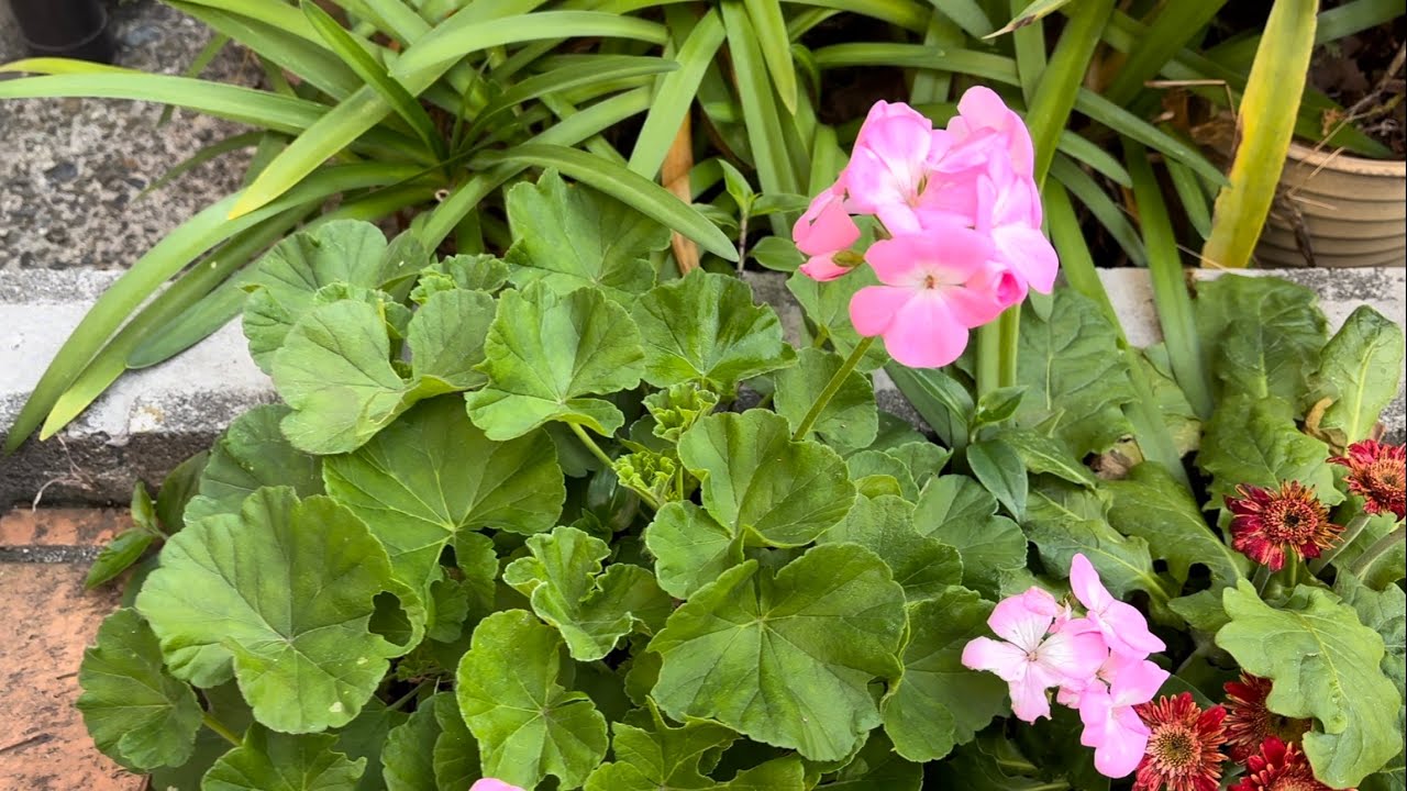 my plants flowers YouTube