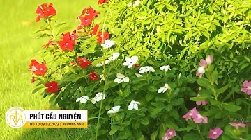 Phút Cầu Nguyện, Thứ Tư 08/02/2023: Thái Độ Cần Có Khi Cầu Nguyện