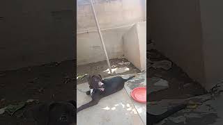 Baby Pitbull Terrier Luna S