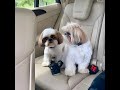 Shih Tzu Cuteness Level: 1000% 🔥🐶