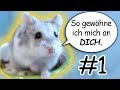 Hamster zähmen 🐹 Gewöhnung an Geruch & Stimme 🐾 #Zähmungstagebuch01🎬♥