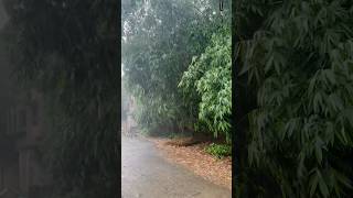 Barsaat Ke Mausam Mein Tanhai Ke Aalam Mein #song #barsaat #youtubeshorts #mahendraride