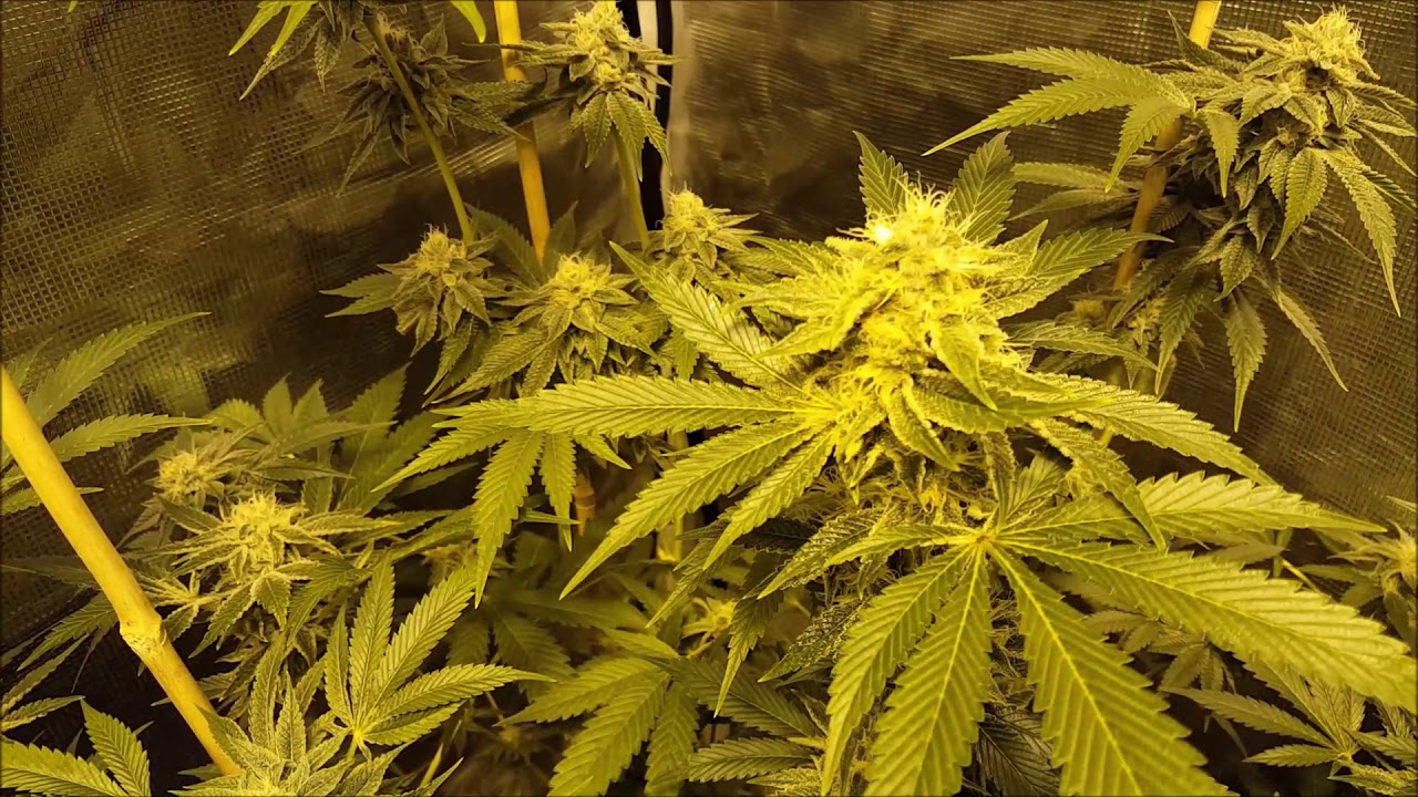 Brandy Wine , Cake Bomb , Chem 4 x Platinum - part 10