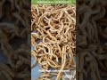 Biomass pellet stove #biomassenergy #foodprocessing #savefuelcost #pelletstove #biomassburners