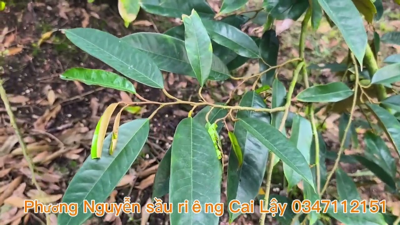 #67 Tăng đậu trái và đánh giá bông khỏe trước xả nhụy 