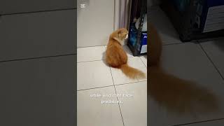 Why Do Domestic Cats  Longer Than Wild Catscatopedia yourcat catlover