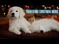 Traditional Christmas Music and Beautiful Puppies
