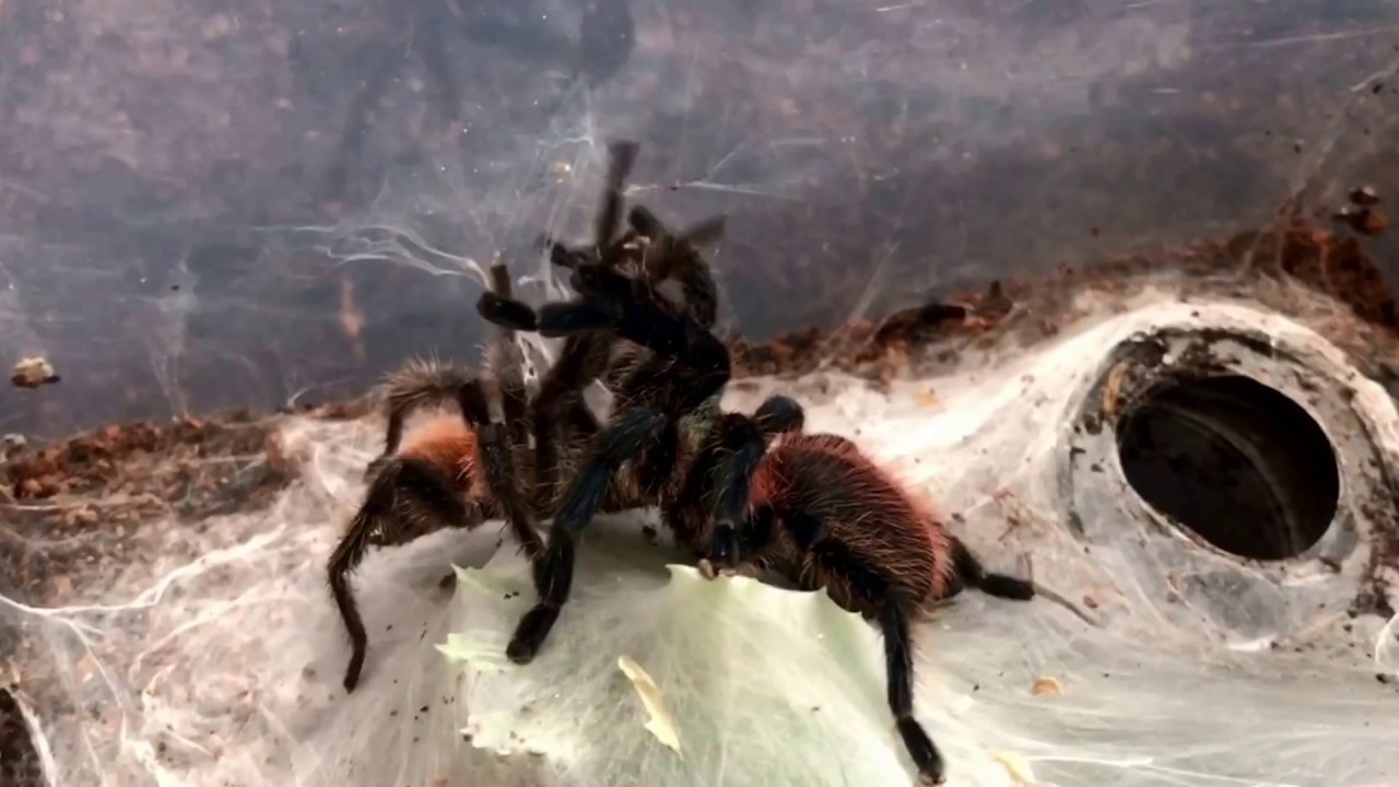 Dolichothele diamantinensis (Brazilian Blue Dwarf Beauty) pairing