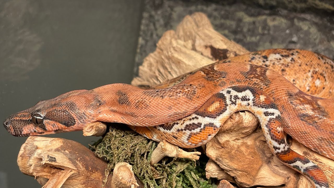 Feeding our 9 Boas!!! - YouTube - Effective Feeding Strategies For Domesticated Boas