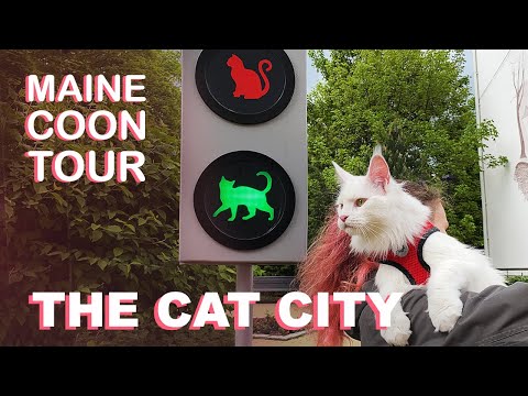 Video: 5 Fantastiese Feite Oor Die Maine Coon