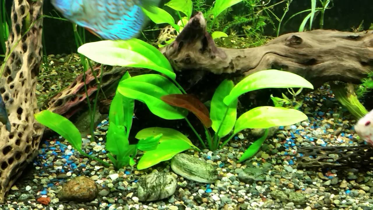 video editing software free Huge fish tank
