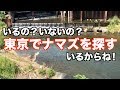 ガサガサ 東京でナマズを探すのだ！